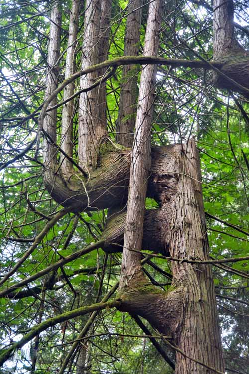 tree trunk